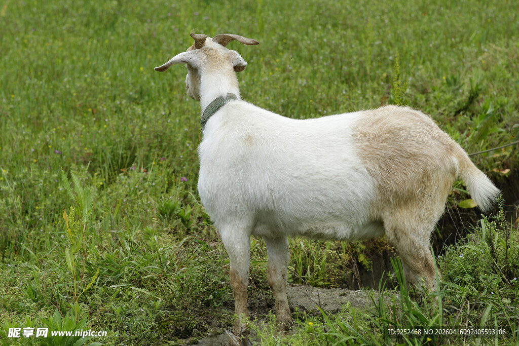 山羊 白色
