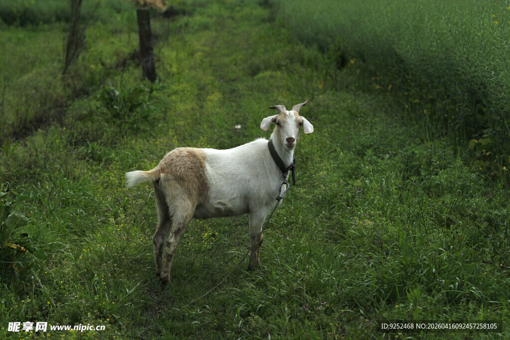 山羊 田园
