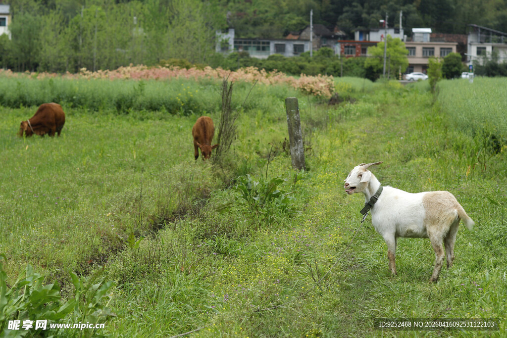 田园 羊 牛