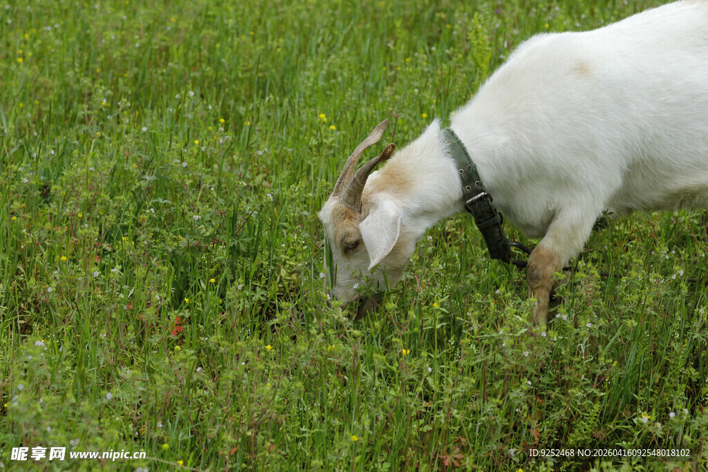 山羊 草地