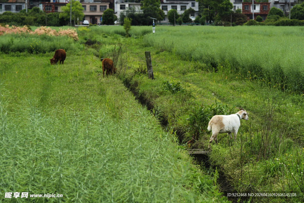  田园 白山羊 