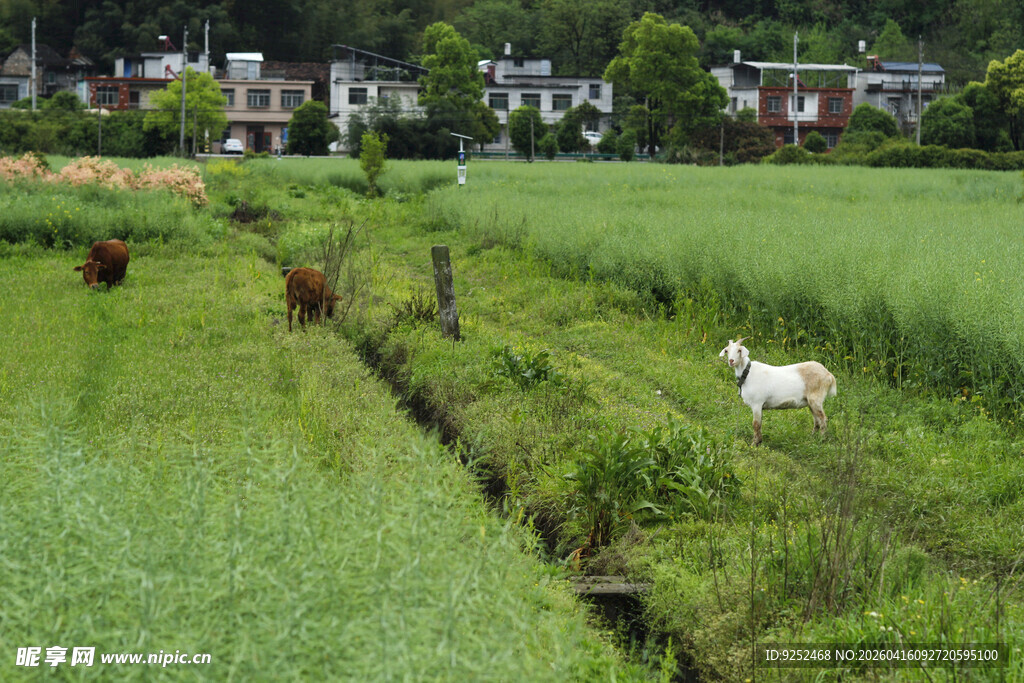 羊 乡村