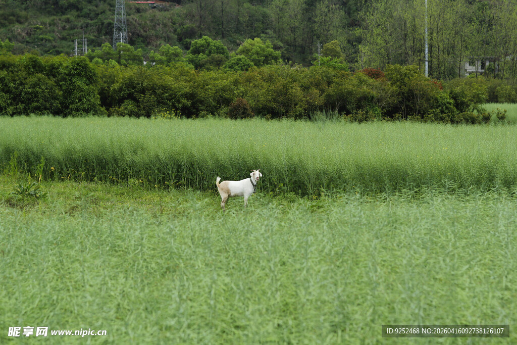 草地 小羊