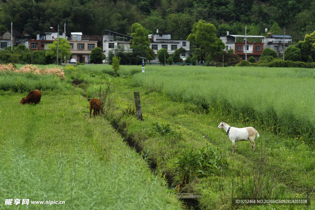 田园 羊