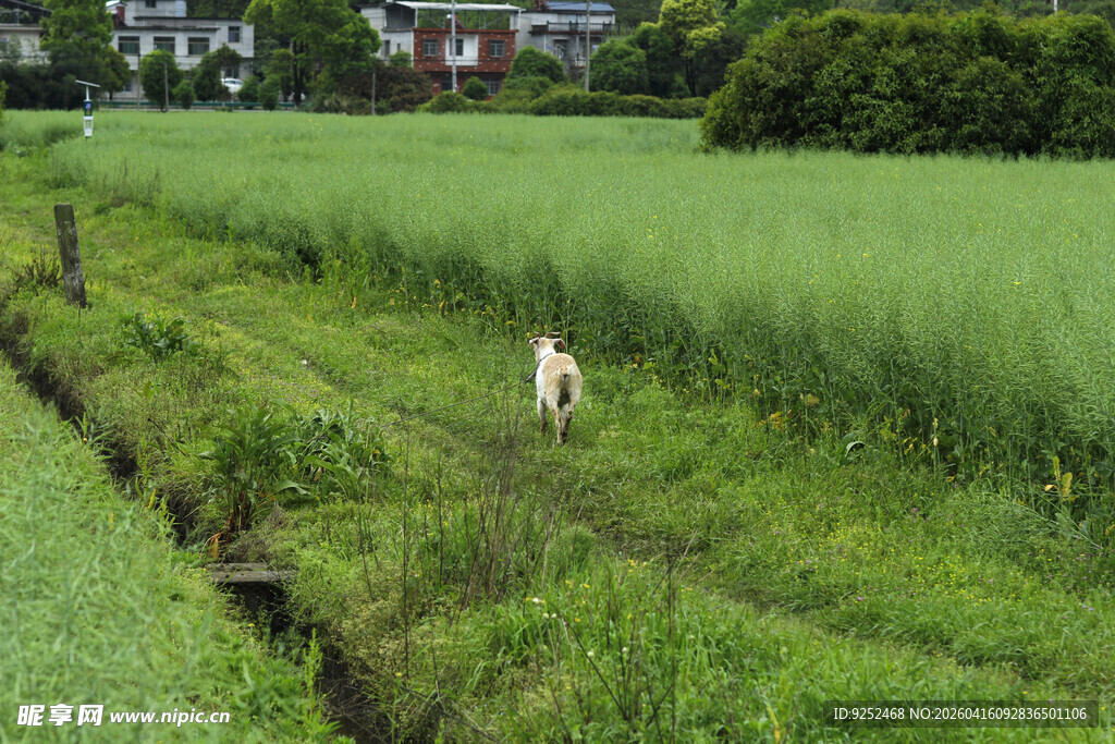 田野 小羊 