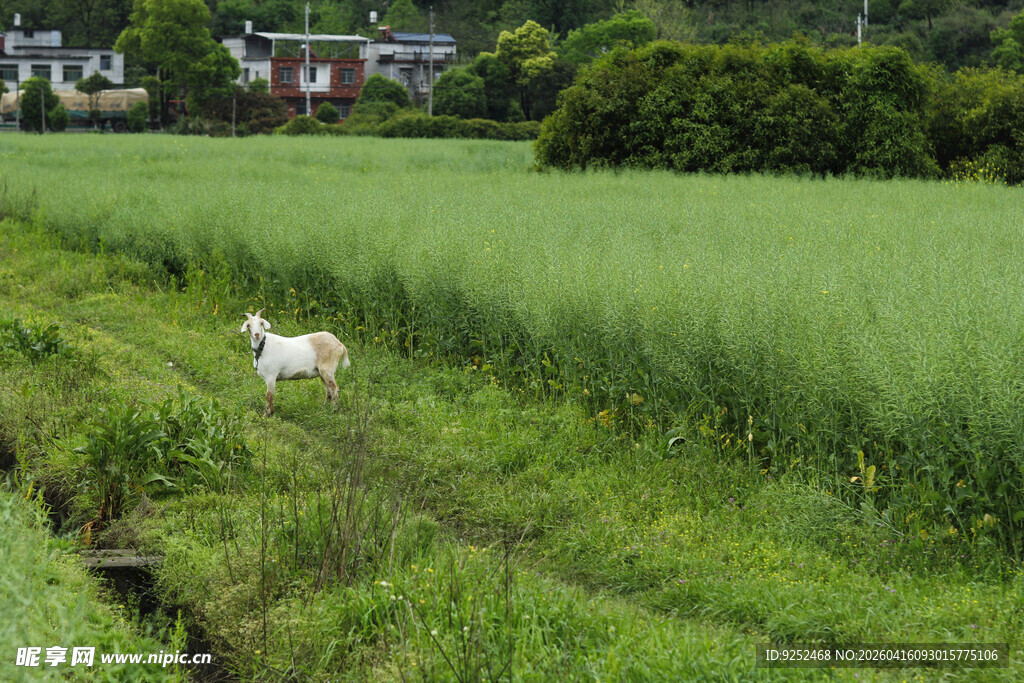  草地 山羊  