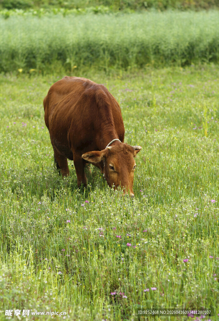 牛 吃草
