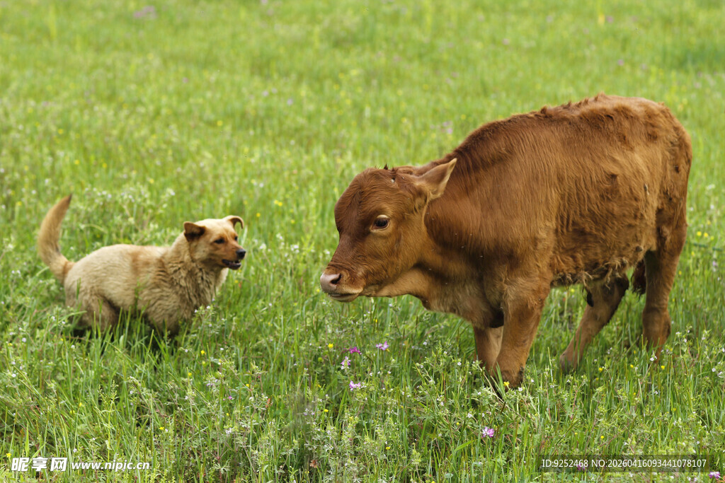 小狗 小牛 对视
