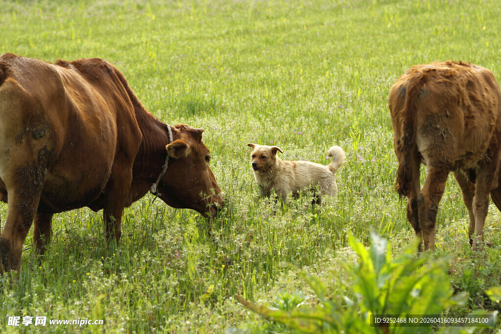 草地 牛 小狗