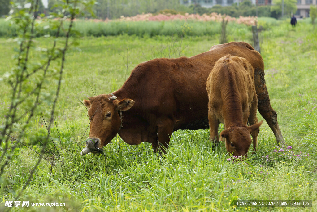 牛 吃草