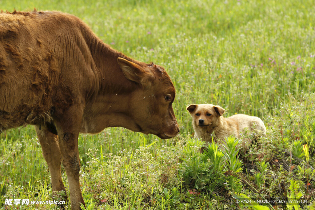 牛 小狗 互动
