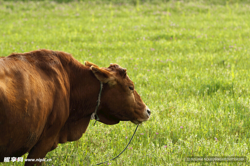 棕色牛 田园