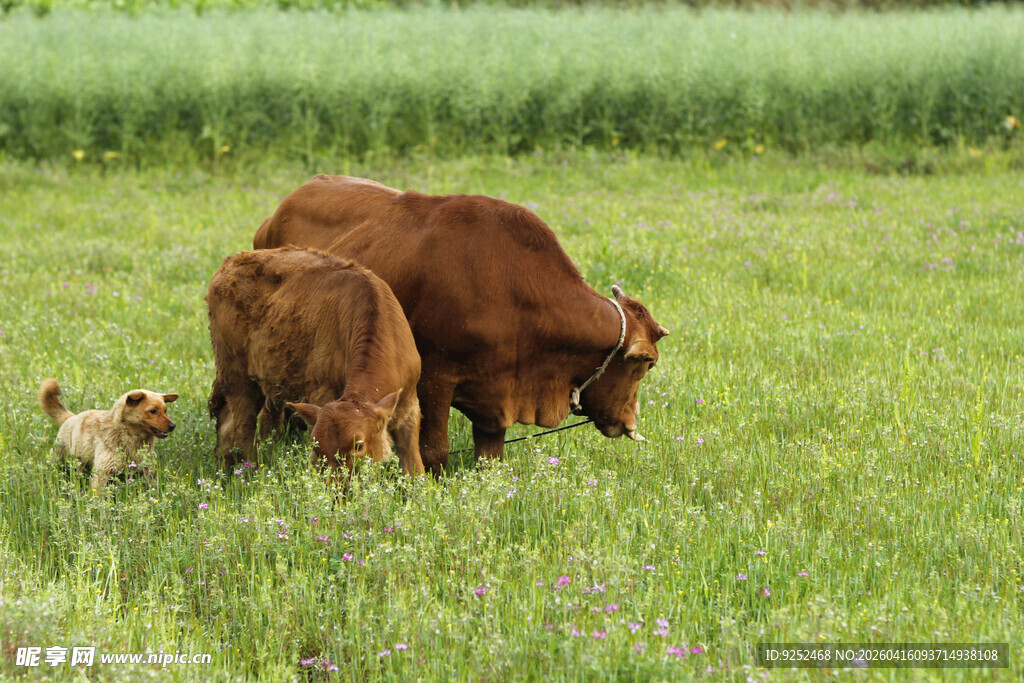 牛 小狗 草地