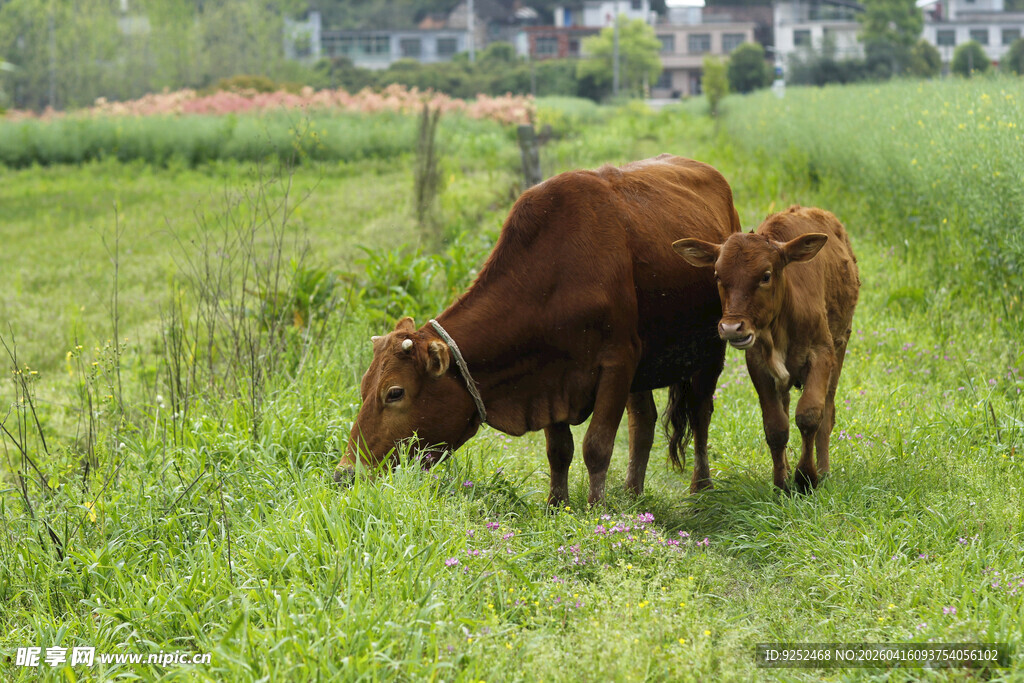 母牛 小牛