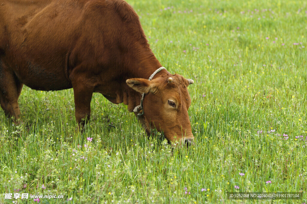 黄牛 吃草
