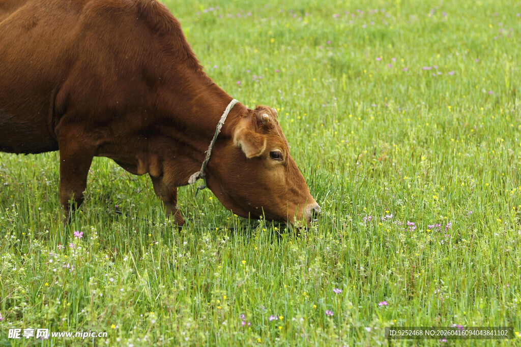 黄牛 进食