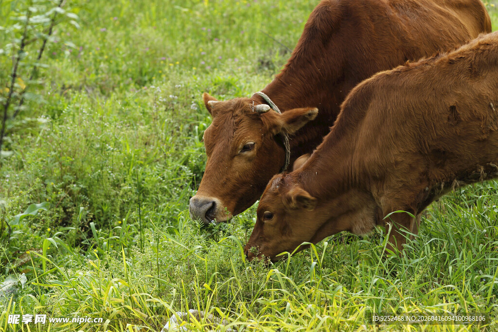 牛 草地 吃草