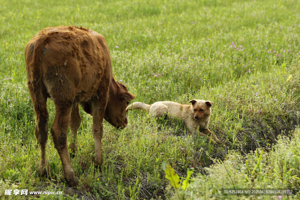 小牛 草地