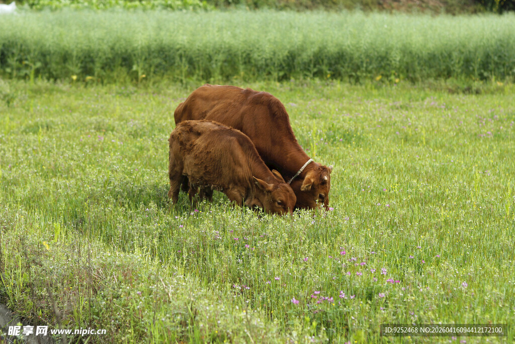 棕牛 吃草