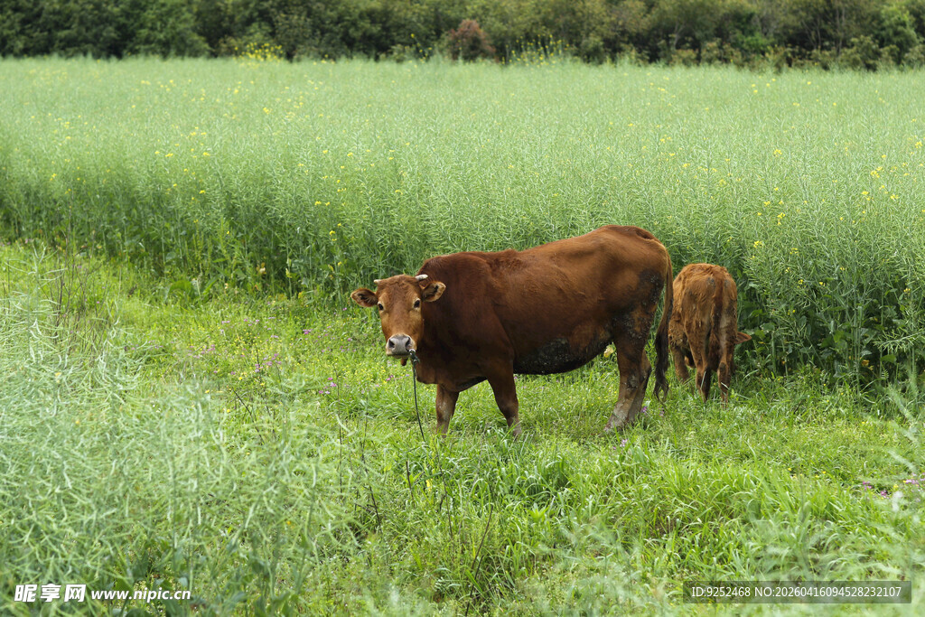 母牛 小牛