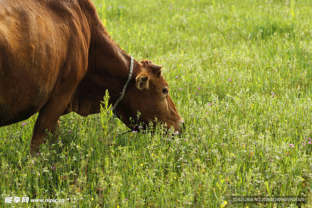 黄牛 吃草