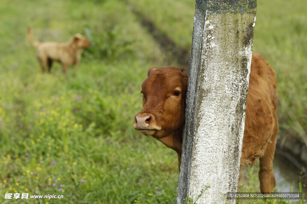 牛 小狗