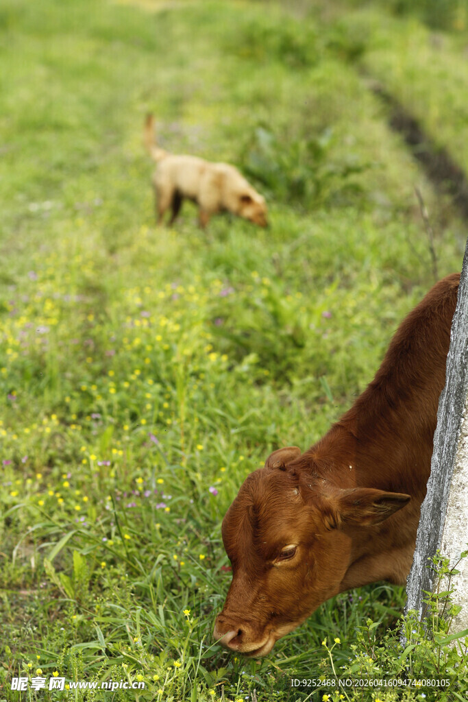 小牛 草地