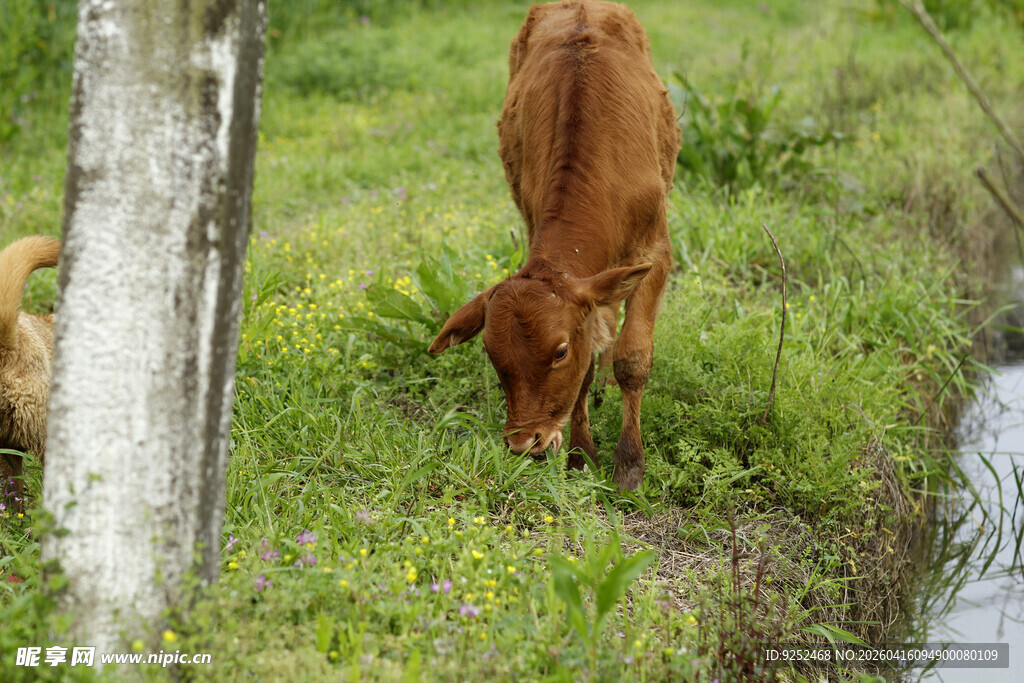 小牛 草地