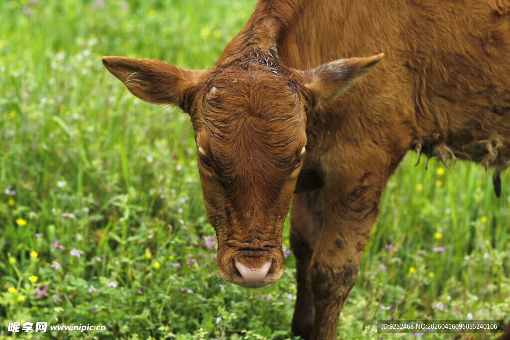 小牛 草地