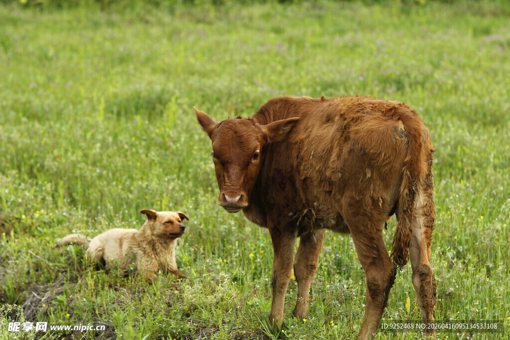 小牛 小狗