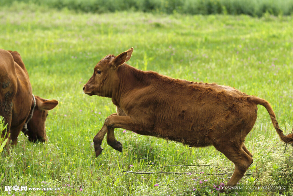小牛 跳跃