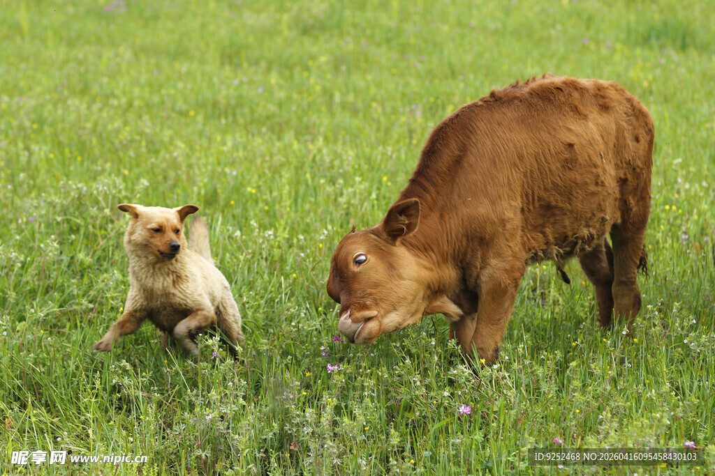 小牛 小狗