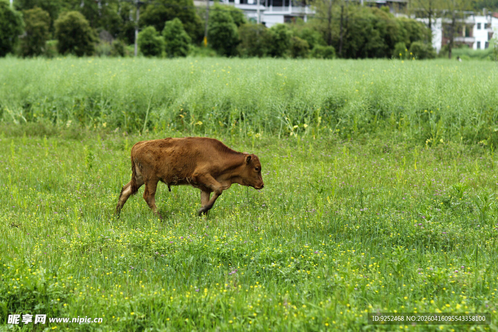 小牛 草地