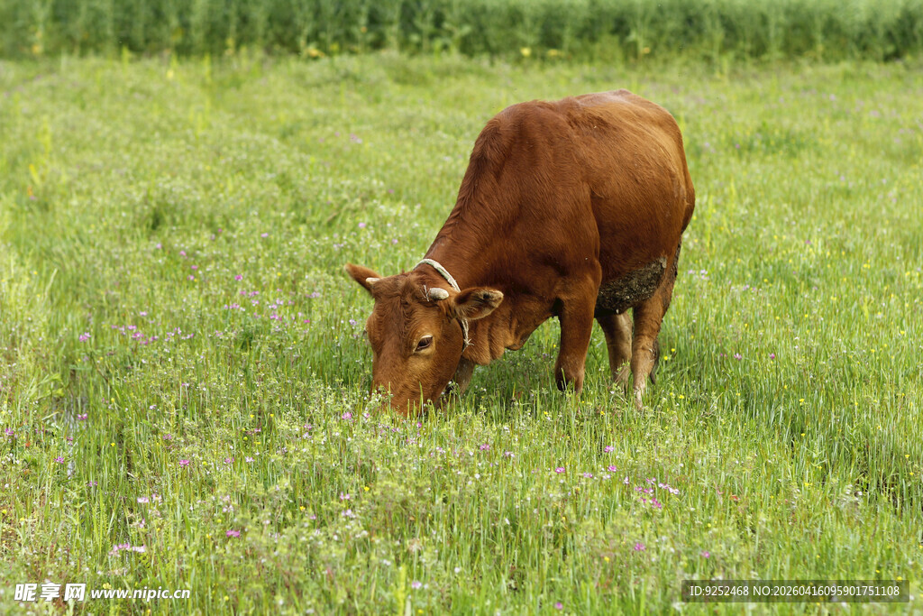 吃草的牛