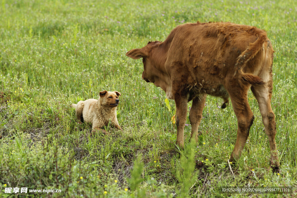 牛和小狗