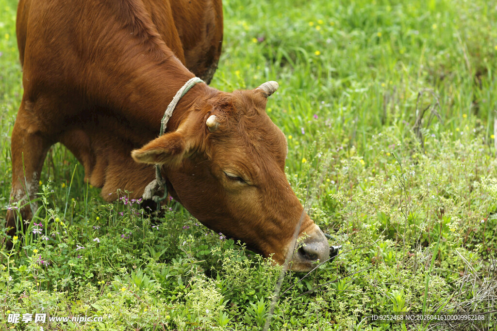 黄牛 吃草