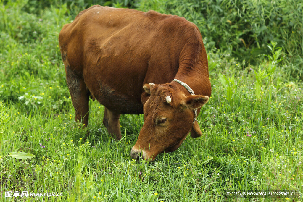 草地 黄牛