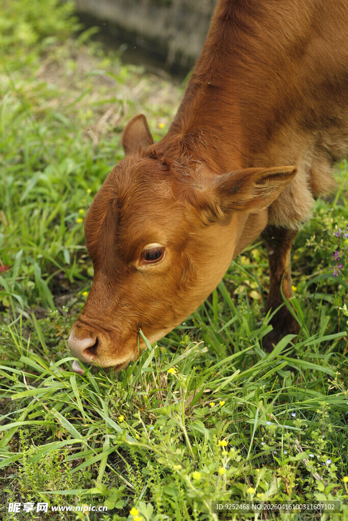 小牛 草地