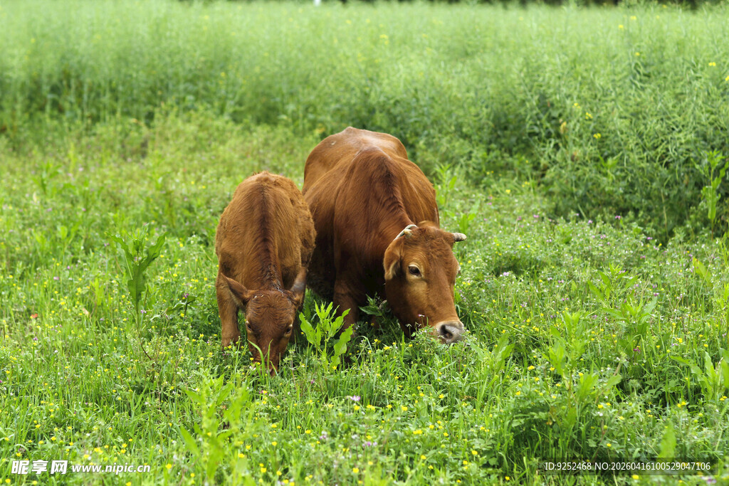 草地 牛吃草