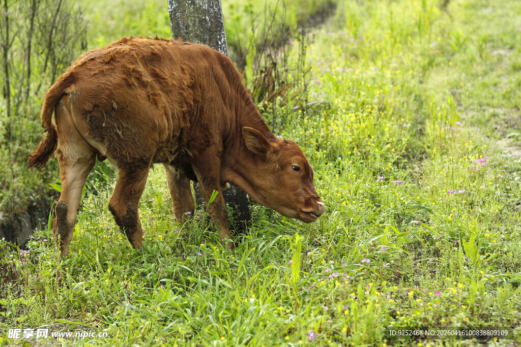 小牛 草地
