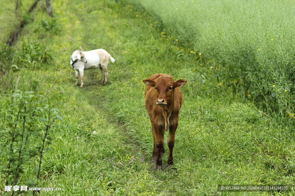 小牛 小羊