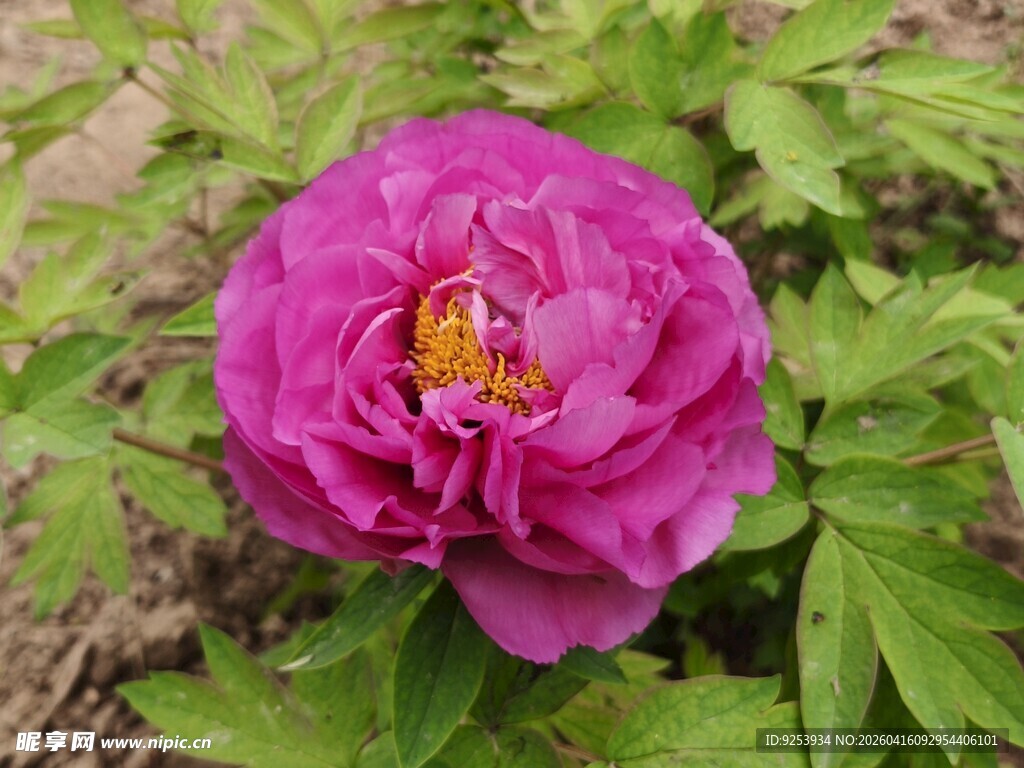 娇艳盛开的紫红色牡丹花