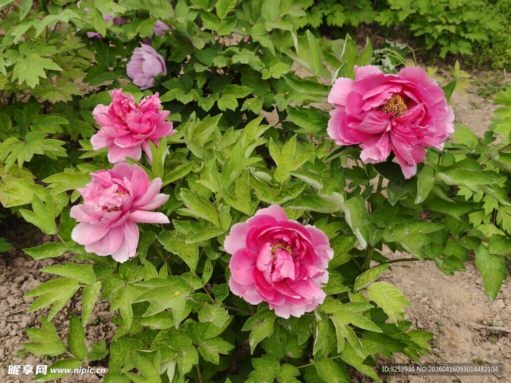 娇艳盛开的粉色牡丹花