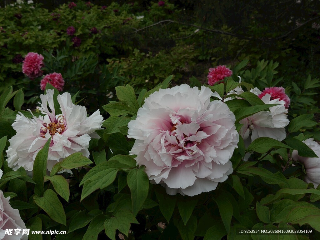 娇艳盛开的美丽牡丹花