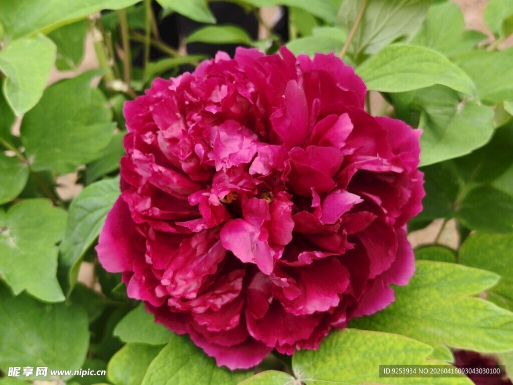 深红牡丹花绽放