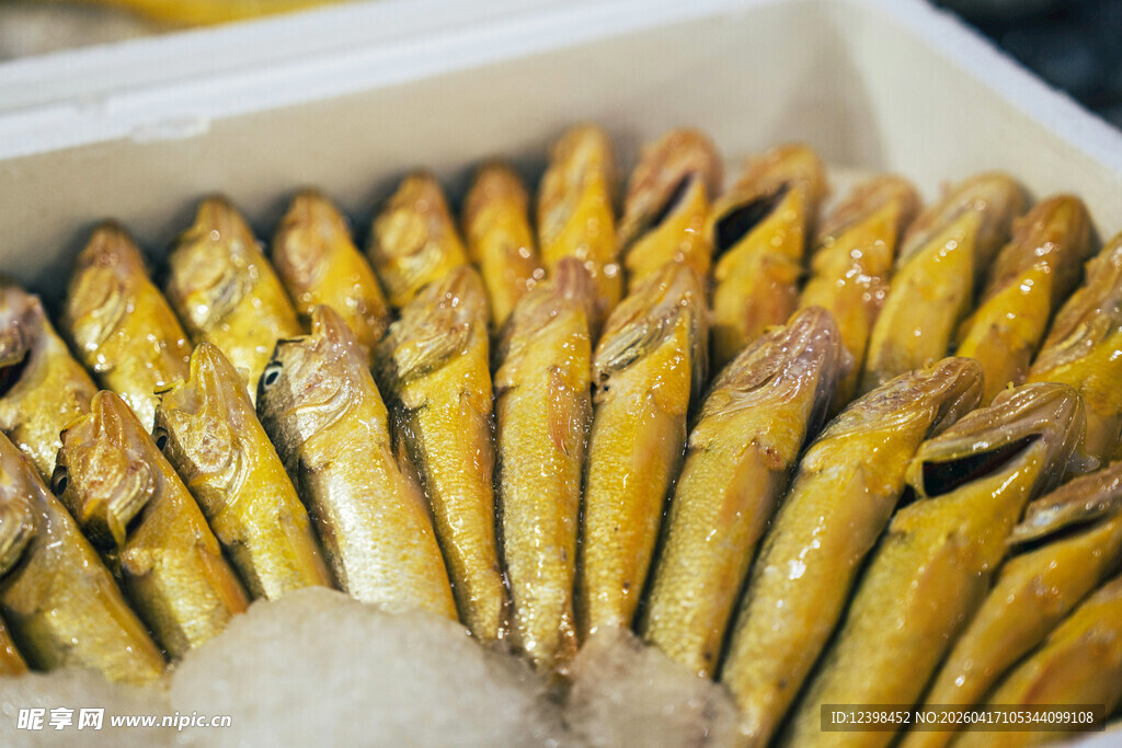 新鲜黄芦笋排列展示