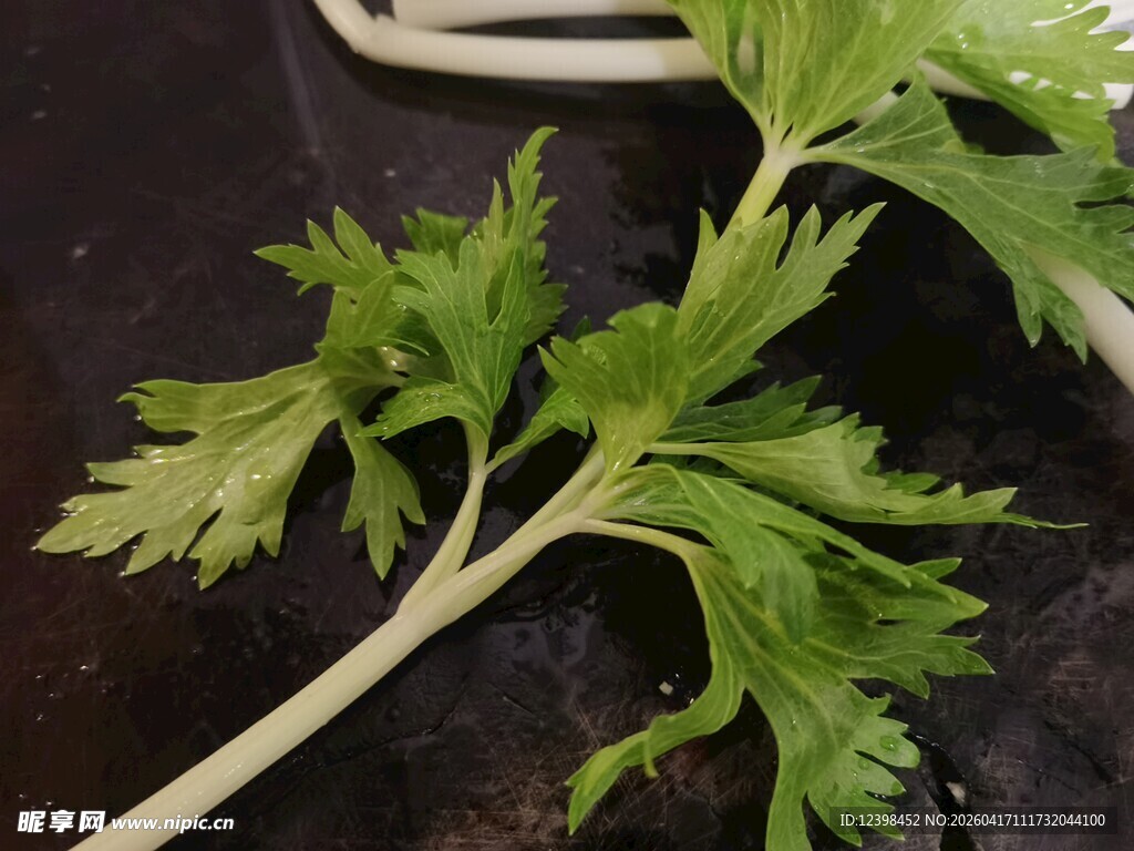 新鲜芹菜叶特写