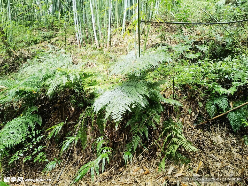 森林中的蕨类植物景观