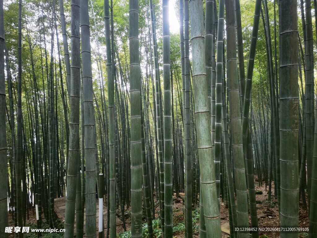 茂密竹林景观