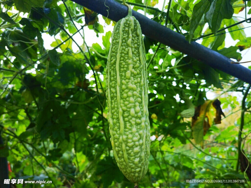 藤蔓上的翠绿苦瓜